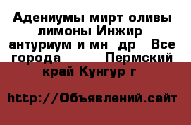 Адениумы,мирт,оливы,лимоны,Инжир, антуриум и мн .др - Все города  »    . Пермский край,Кунгур г.